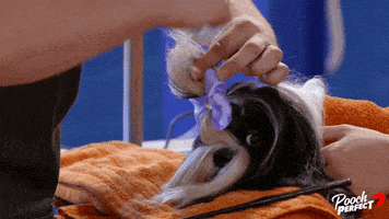 每日GIF(2020-09-17)的gif-Glow Up Shih Tzu GIF by Channel 7