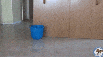 每日GIF(2020-09-19)的gif-Mop GIF