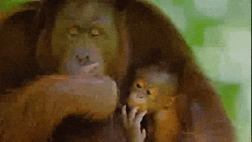 每日GIF(2020-09-23)的gif-Baby Family GIF by PBS