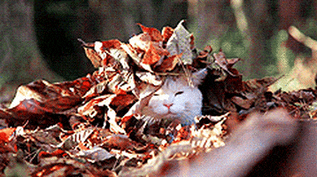 每日GIF(2020-09-27)的gif-Autumn Leaves Cat GIF