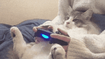每日GIF(2020-10-08)的gif-Cat Reaction GIF