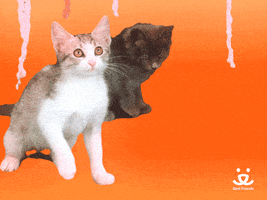 每日GIF(2020-10-09)的gif-Best Friends Reaction GIF by Best Friends Animal Society