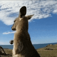 每日GIF(2020-10-12)的gif-Happy Joy GIF by Luis Ricardo