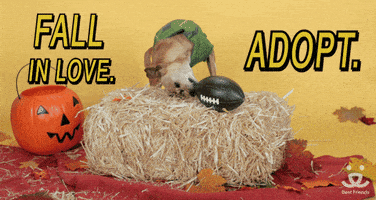 每日GIF(2020-10-25)的gif-Adopt Best Friends GIF by Best Friends Animal Society