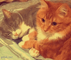 每日GIF(2020-11-05)的gif-Cats Hugging GIF
