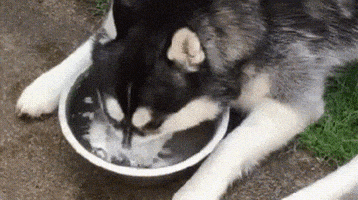 每日GIF(2020-11-07)的gif-Over It Mood GIF