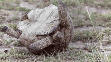 每日GIF(2020-11-07)的gif-Turtle GIF