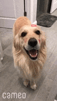 每日GIF(2020-11-10)的gif-Happy Golden Retriever GIF by Cameo