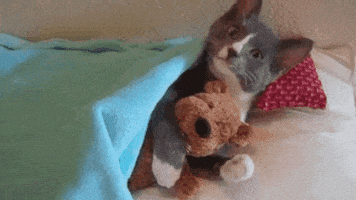 每日GIF(2020-11-10)的gif-teddy bear buenas noches GIF by good-night