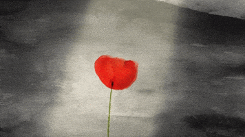 每日GIF(2020-11-12)的gif-Commemorate War GIF by CBeebies HQ