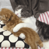 每日GIF(2020-11-12)的gif-Cats Hugs GIF