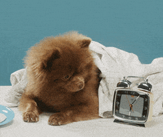 每日GIF(2020-11-12)的gif-good morning bert GIF by Bertie The Pom