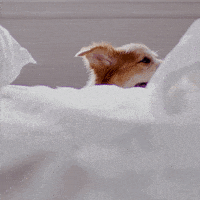每日GIF(2020-11-13)的gif-Good Morning Hello GIF by Hill's Pet Nutrition