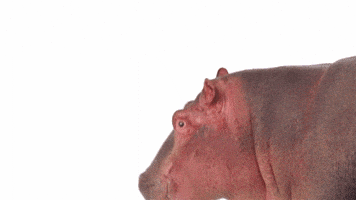 每日GIF(2020-11-15)的gif-Hippo Hello GIF by TELUS