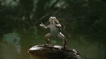 每日GIF(2020-11-16)的gif-Frog Funny Dancing GIF by Mountain Dew