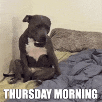 每日GIF(2020-11-20)的gif-Thursday Morning GIF by MOODMAN