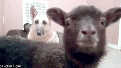 每日GIF(2020-11-25)的gif-Dog Bleating GIF by Cheezburger