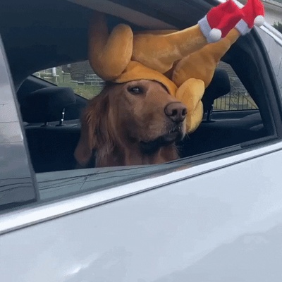 每日GIF(2020-11-25)的gif-Golden Retriever Dog GIF