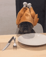 每日GIF(2020-11-27)的gif-Dog Reaction GIF by JustViral