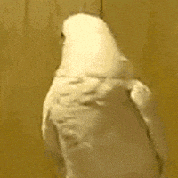每日GIF(2020-11-29)的gif-Bird No GIF by MOODMAN