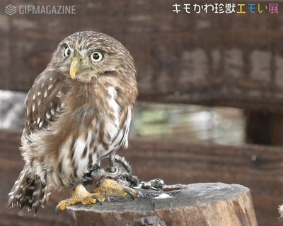 キモかわ珍獣エモい展【公式】的gif的gif-がんばれ