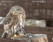 キモかわ珍獣エモい展【公式】的gif
