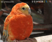 キモかわ珍獣エモい展【公式】的gif的gif-そうだっけ？