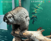 キモかわ珍獣エモい展【公式】的gif的gif-マジで！？