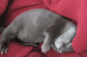 每日GIF(2020-11-30)的gif-Someone Sunday GIF