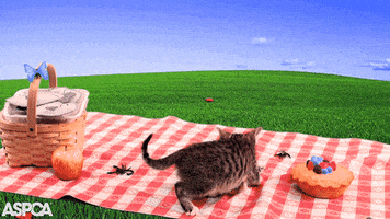 每日GIF(2020-12-01)的gif-i miss you love GIF by ASPCA