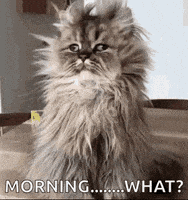 每日GIF(2020-12-03)的gif-Good Morning GIF