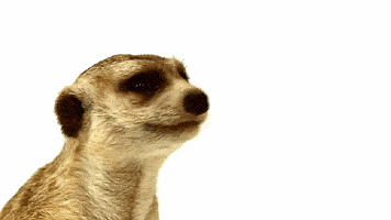 每日GIF(2020-12-03)的gif-Excuse Me What GIF by TELUS