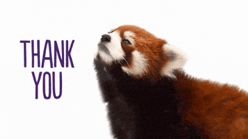 每日GIF(2020-12-04)的gif-Red Panda Thank You GIF by TELUS