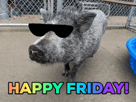 每日GIF(2020-12-05)的gif-Friday Pig GIF by Nebraska Humane Society