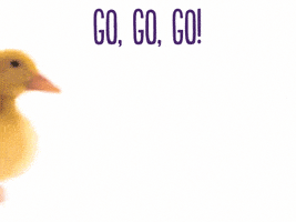 每日GIF(2020-12-07)的gif-Lets Go GIF by TELUS