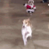 每日GIF(2020-12-08)的gif-Santa Dog Running GIF by MOODMAN