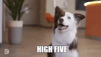 每日GIF(2020-12-08)的gif-High Five Great Job GIF by Dogtopia