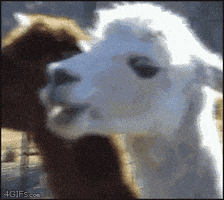每日GIF(2020-12-10)的gif-Excuse Me What GIF