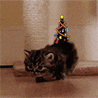 每日GIF(2020-12-11)的gif-Christmas Kitten GIF