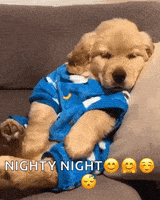 每日GIF(2020-12-12)的gif-Night Night GIF by memecandy