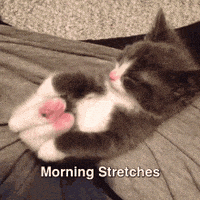 每日GIF(2020-12-15)的gif-Cat Kitty GIF by Kraken Images