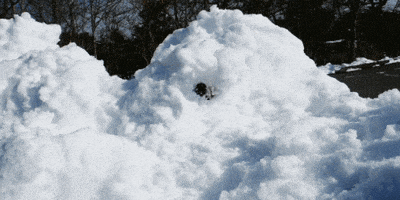 每日GIF(2020-12-19)的gif-Dog Snow GIF