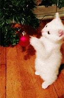 每日GIF(2020-12-20)的gif-Cat Playing GIF