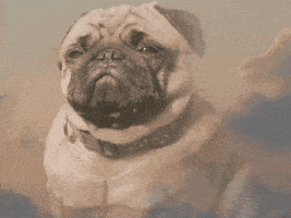 每日GIF(2020-12-22)的gif-Love Hurts Dog GIF by GIPHY Studios Originals