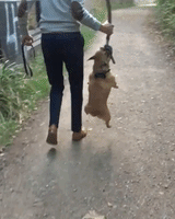 每日GIF(2020-12-31)的gif-Dog Hanging GIF by Entertainment GIFs