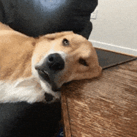 每日GIF(2021-01-03)的gif-Sleepy Dog GIF by Just Russel