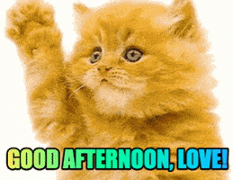 每日GIF(2021-01-06)的gif-Good Afternoon GIF