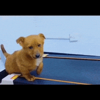 每日GIF(2021-01-09)的gif-Work Out Dog GIF by The Daily Signal