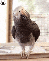 每日GIF(2021-01-10)的gif-Happy So Excited GIF by Best Friends Animal Society