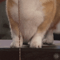 每日GIF(2021-01-12)的gif-Unveiling Dog Show GIF by American Kennel Club
